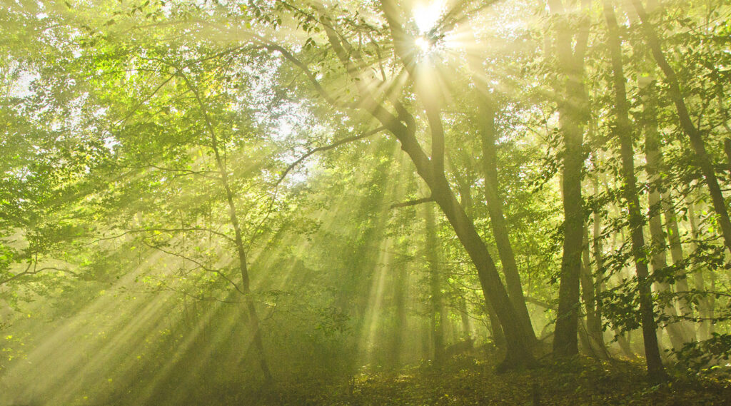 Het zonlicht schijnt door een weelderig bos met hoge bomen, werpt zachte stralen en creëert een serene, groene sfeer, die van nature positief is.