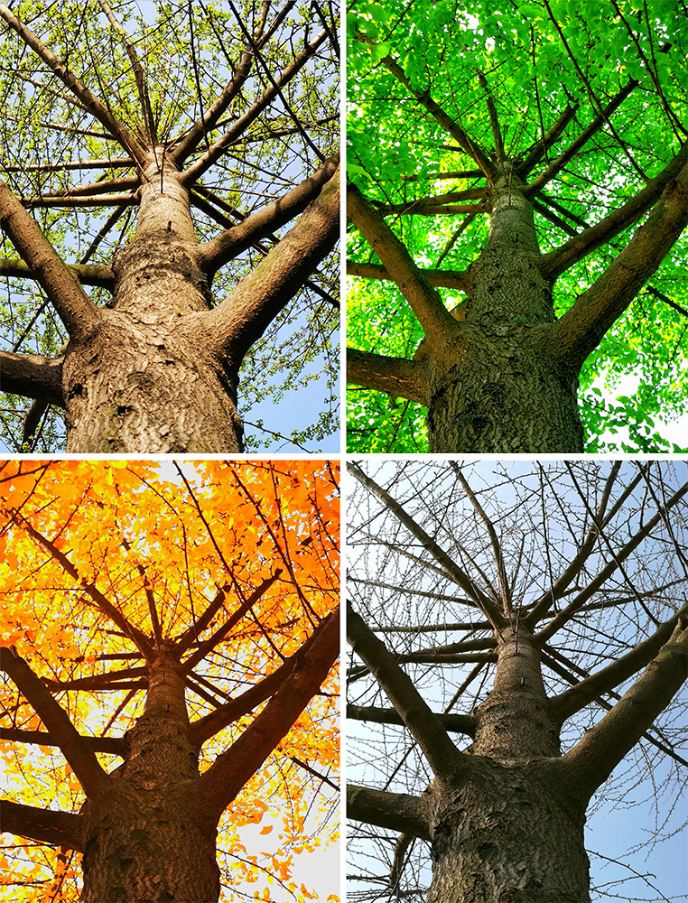 Vier panelen vangen de boom van onderaf, met bladeren in de lente, zomer, herfst en winter, die seizoensveranderingen illustreren. Elke momentopname biedt een visueel contact met de cyclus van de natuur.