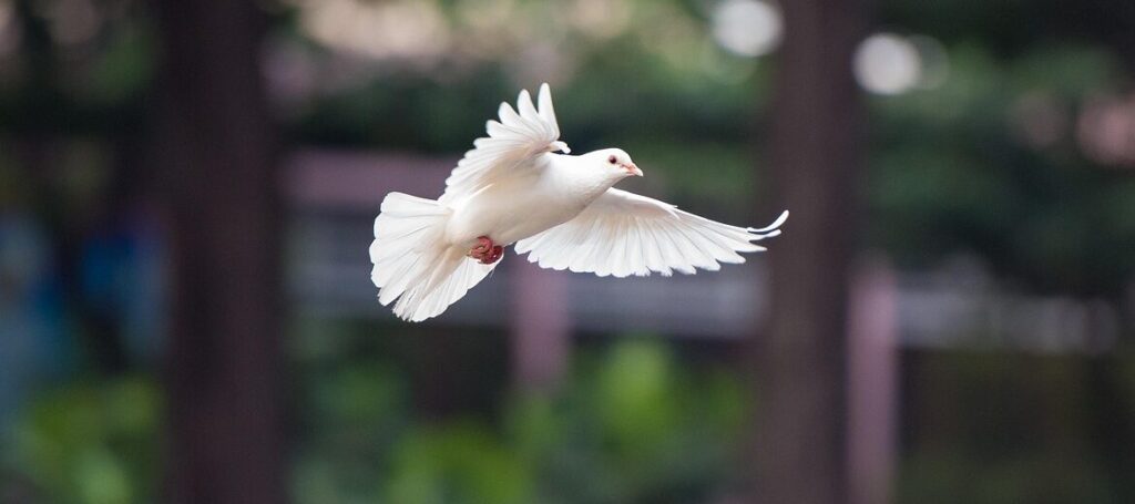 Een witte vliegende duif als symbool voor vrede.